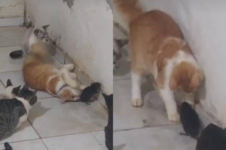 Gatos brincam com rato dentro de casa e reação da dona diverte web: “Tô quase fazendo amizade também”