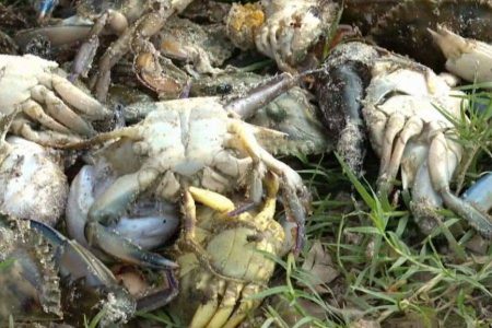 Peixes e mariscos mortos são encontrados em praia com presença de nitrato e cobre em Salvador