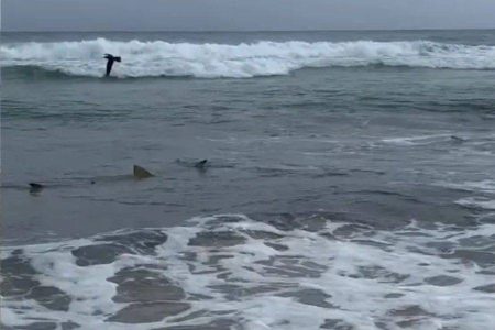 Tubarões próximos à faixa de areia chamam atenção em vídeo em Fernando de Noronha