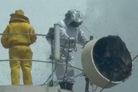 Enxame de abelhas ataca moradores, deixa cinco feridos e mata dois cães no norte da Bahia