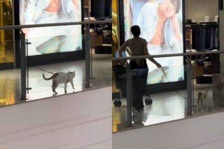 Vídeo registra passeio de gato na coleira pelo Salvador Shopping e viraliza nas redes