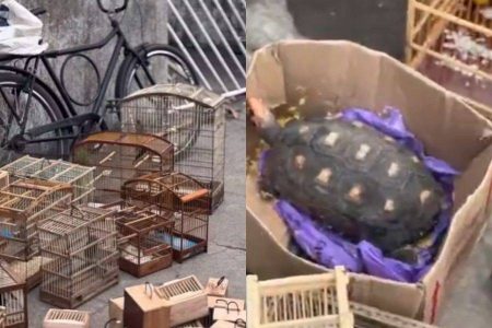 Polícia ambiental resgata 75 animais em esquema de venda ilegal em Feira de Santana