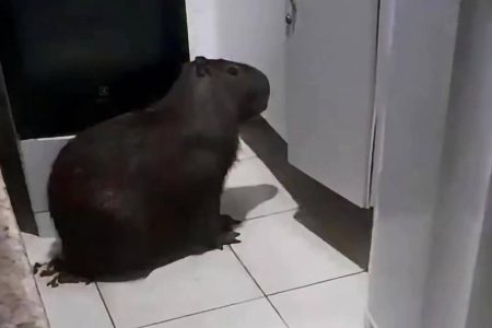 Capivara invade residência em Vitória da Conquista