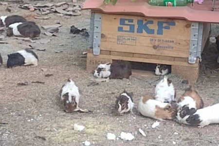 Grande quantidade de preás chama atenção em praça do Rio Vermelho e divide moradores