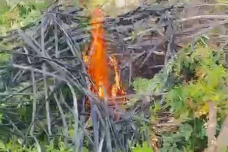 Forças de segurança erradicam 140 mil pés de maconha no interior da Bahia