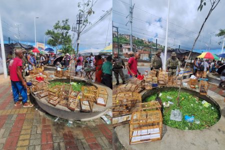 PM resgata 21 aves silvestres e prende suspeito na Feira do Rolo