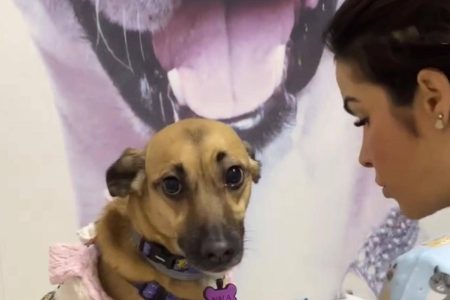 Veterinária viraliza nas redes sociais com atendimento especial em pet