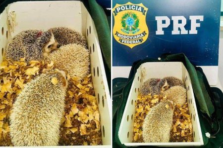 PRF apreende quatro ouriços-pigmeus africanos em transporte ilegal na BR-116, em Poções