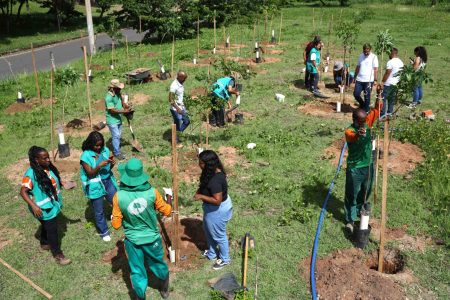 Salvador realiza mais uma operação de plantio e chega a 110 mudas na região de São Cristóvão