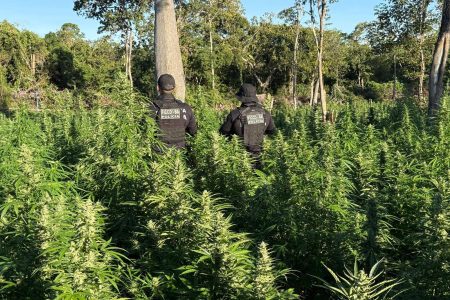 Roça com 50 mil pés de maconha é localizada no oeste da Bahia