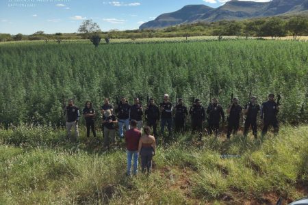 Polícia erradica plantação com 300 mil pés de maconha no interior da Bahia