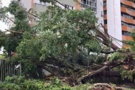 Chuva forte em Salvador derruba árvore na Graça, interrompe energia e bloqueia rua