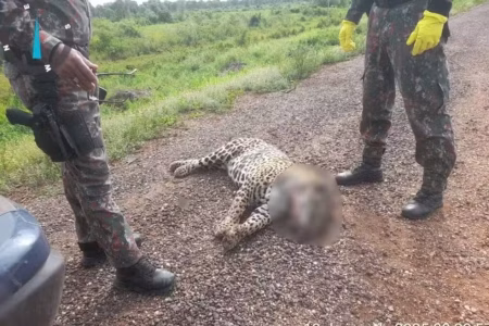 Câmara aprova projeto para reduzir morte de animais silvestres nas rodovias