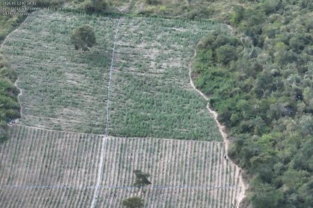 Operação da Polícia Civil erradica 200 mil pés de maconha no interior da Bahia