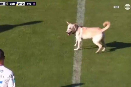 Cachorro invade campo, “dribla” seguranças e paralisa jogo no Campeonato Argentino
