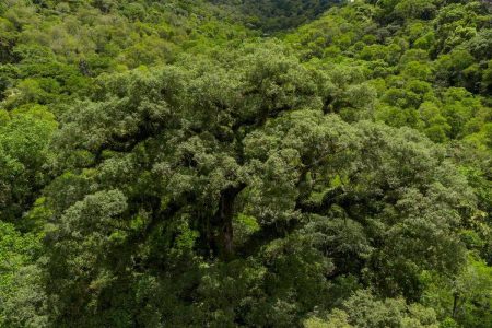 Desmatamento na Mata Atlântica cai 28% e atinge menor nível da série histórica