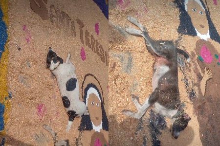 Cachorrinhas descansam sobre tapete colorido de Corpus Christi e viralizam nas redes
