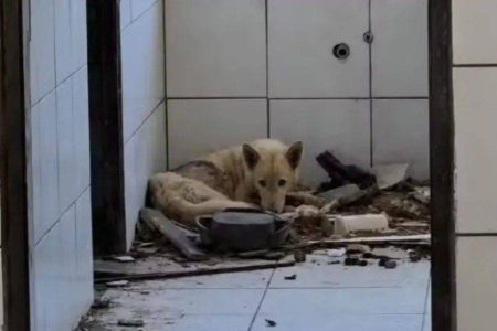 Adolescente é apreendido após denúncia de maus-tratos a cães no interior da Bahia