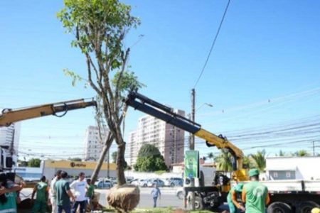 Prefeitura anuncia novo viveiro de restinga e programa de arborização em Salvador