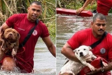 Bombeiros resgatam dois pitbulls após quase 24 horas presos em lagoa na Bahia