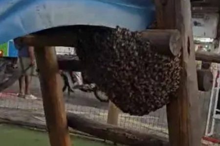 Enxame de abelhas invade parque infantil e assusta moradores no Largo do Tamarineiro