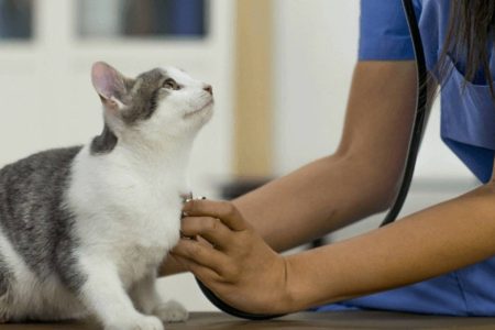 Exercício ilegal da Medicina Veterinária passa a ser crime no Brasil