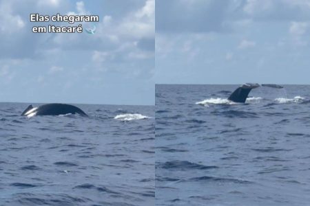 Baleias-jubarte dão espetáculo em Itacaré e vídeo viraliza nas redes