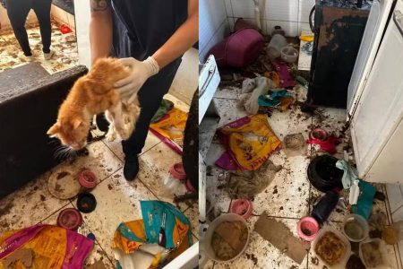 Doze gatos são resgatados de apartamento com sinais de maus-tratos e ossadas de animais em Salvador