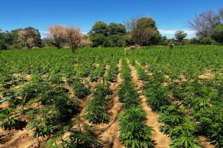 PM erradica cerca de 50 mil pés de maconha durante operação em Abaré