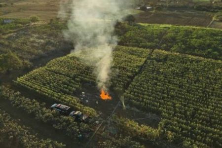 Operação destrói plantação com cerca de 20 mil pés de maconha na Bahia