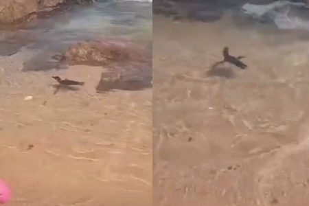 Pinguim vira atração entre banhistas após aparecer na praia de Itapuã e é resgatado