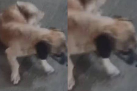 Cachorro fica na rodoviária após tutora não apresentar carteira de vacinação para embarque na Bahia