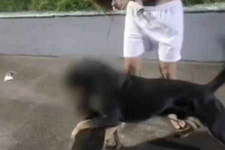 Cães são mortos após ataques de rottweiler e moradores denunciam casos em Salvador