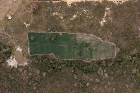PF encontra 40 mil pés de maconha em operação contra cultivo ilegal