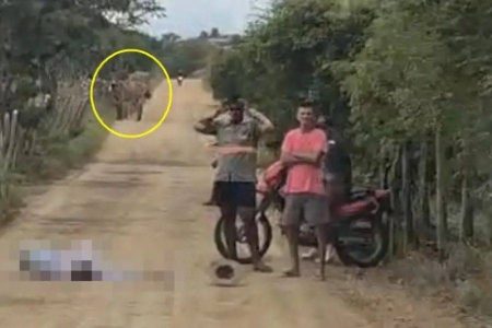 Agricultor de 81 anos morre após cair de burro no interior da Bahia