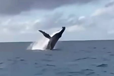 Baleia-jubarte é flagrada em salto impressionante no litoral da Bahia