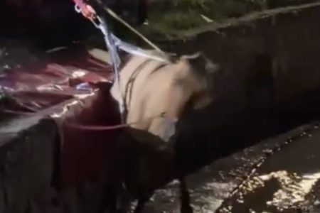 Cavalo é resgatado por bombeiros após cair em canal em Paulo Afonso