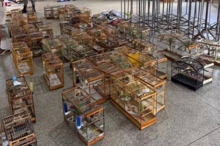 Polícia flagra torneio clandestino de pássaros em Águas Claras e resgata 95 aves