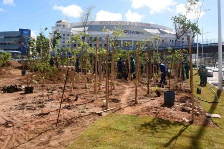 Salvador ganha microfloresta com 3,6 mil árvores na Avenida ACM