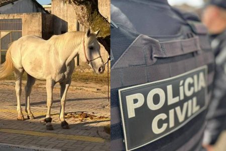 Cavalo de vaquejada de R$ 100 mil é recuperado pela polícia após ser vendido ilegalmente na Bahia