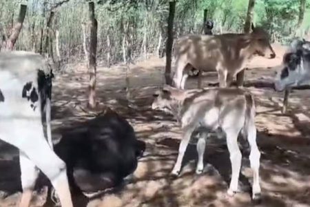 Ataque a tiros mata cinco bovinos e deixa outro ferido em propriedade na Bahia