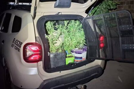 PM encontra 27 pés de maconha cultivados em vasos dentro de casa na Bahia