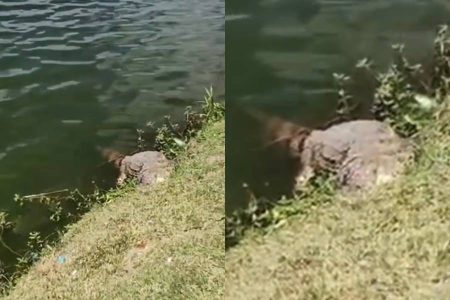 Jacaré de dois metros é encontrado morto na Lagoa Grande, em Feira de Santana
