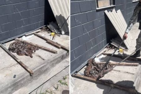 Quatro jiboias são resgatadas dentro do Complexo Penal da Mata Escura, em Salvador