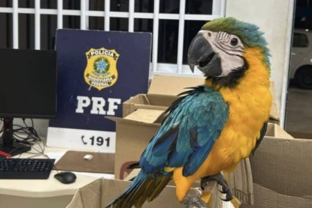 37 aves são encontradas em caixas de papelão durante abordagem da PRF na Bahia