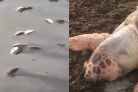 Milhares de peixes são encontrados mortos em praia de Saubara; causa é investigada