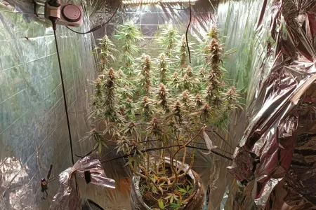 Polícia encontra estufa de maconha em residência de Trancoso