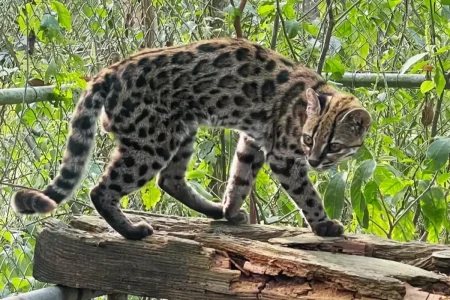 Nova espécie de felino é descoberta na Bolívia