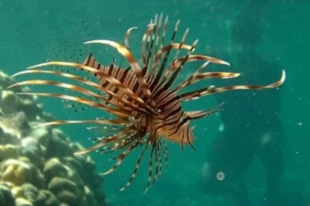 Peixe-leão invade o sul da Bahia e ameaça recifes de corais