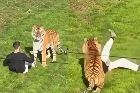 Homem morre após ser atacado por tigre ao entrar em recinto de zoológico no Reino Unido